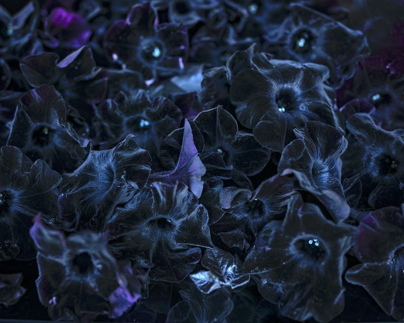 Cig Harvey at Jackson Fine Art