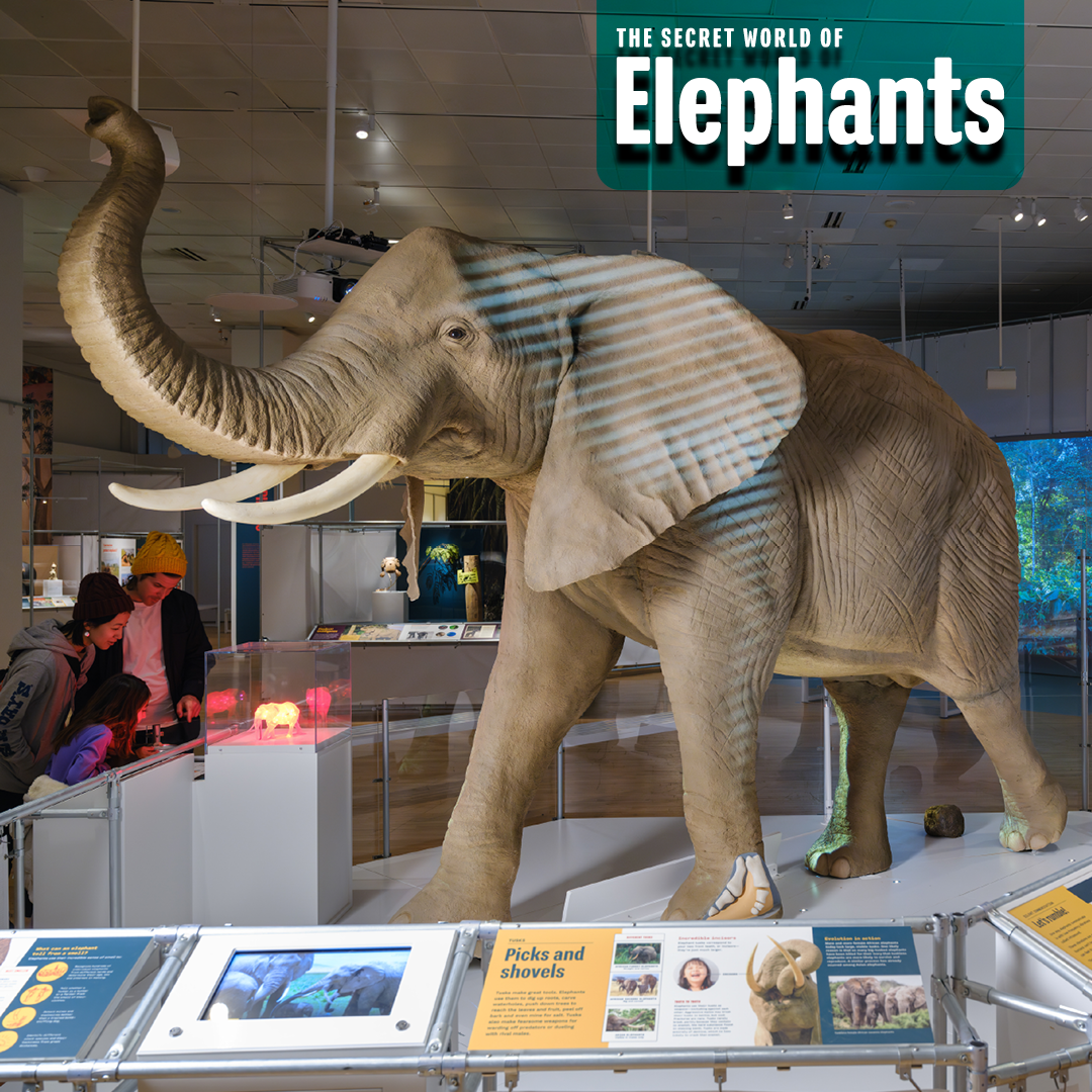 Fernbank_SecretElephants_SocialMedia__02 Copy