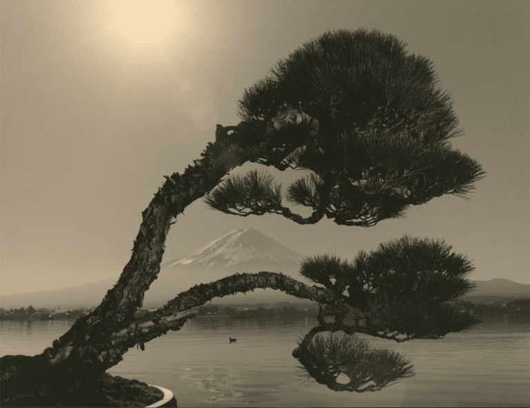 Big ideas on a small scale in photographer Yamamoto’s Bonsai at Jackson Fine Art