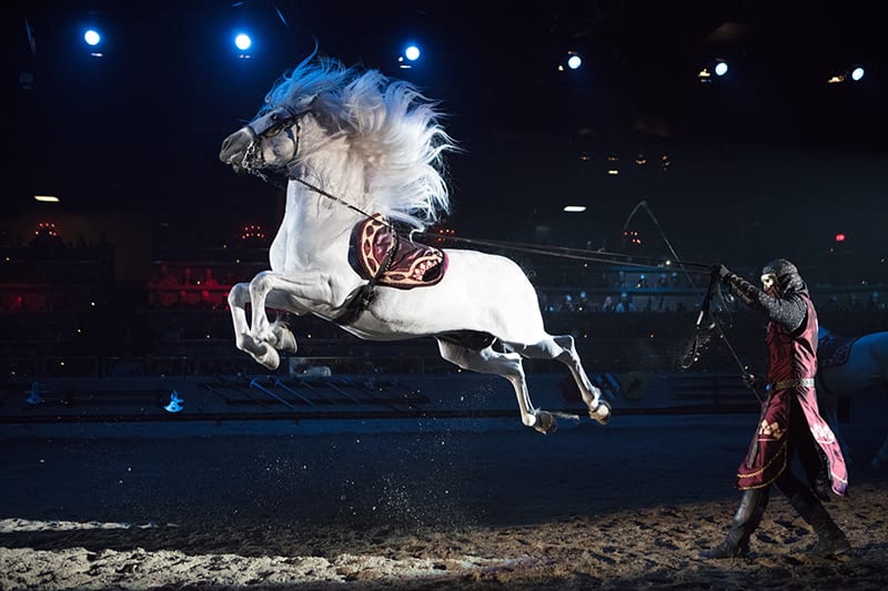 Medieval Times horse capriole
