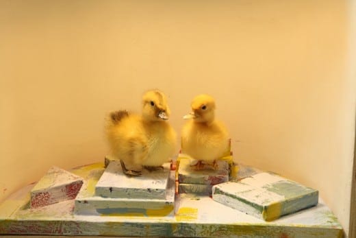 Joe Peragine: Sitting Ducks Diorama, 2015, mixed media and taxidermy diorama.