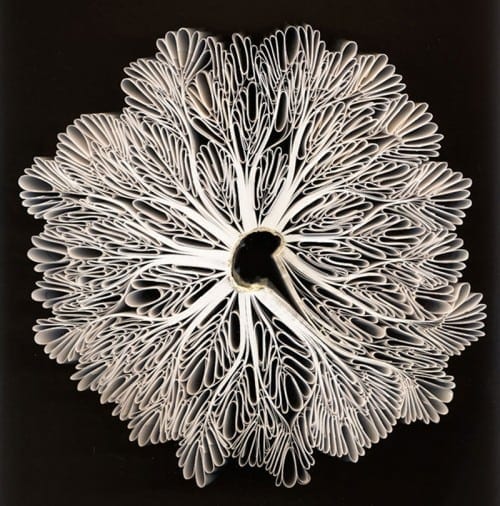 Stefanie Dykes: "Querl."